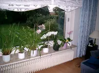 Orchidee_fenst4.webp