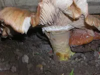 DSCN1422.webp