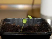 mimose1.webp