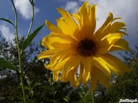 gelbe blume.webp