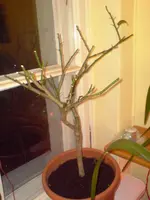 DSC00413.webp