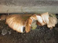 DSCN1423.webp