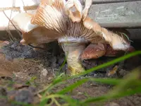 DSCN1424.webp
