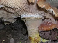 DSCN1425.webp
