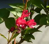 rote weigelie.webp