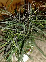 DSCF0015.webp