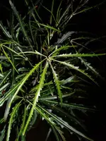 DSCF0019.webp