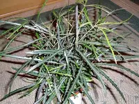 DSCF0014.webp