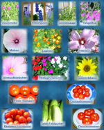 Blumenmix + Tomatenmix.webp
