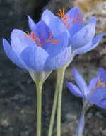 crocus_speciosus.webp