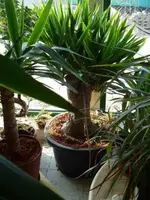 yuccaneu.webp