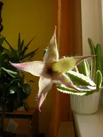 DSCN4777_p3.webp
