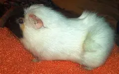 schweinchen.webp