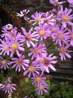 Herbstastern.webp