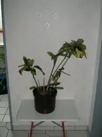 IMG_0562_1.webp