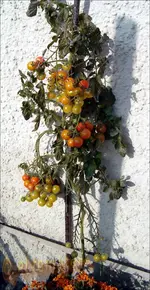 last tomato.JPG.webp