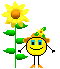 sonnenblume.gif