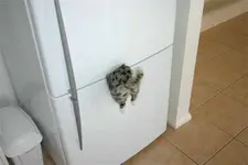 Kühlschrank-Magnet.webp