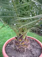 ixus 2007 683II.webp