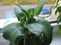 BlumeUnbekannt2.webp