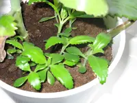BlumeUnbekannt3.webp