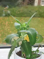 BlumeUnbekannt1.webp