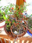 _chili_imhaus_0017.JPG