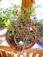 _chili_imhaus_0017.webp