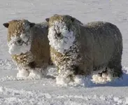 Wild at snow.webp