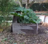 gunnera1111.webp