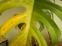 DSC01429.webp