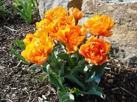 Schoenheit.webp