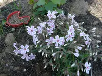 Tepipchphlox.webp