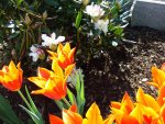 Tulpen und Rhodi.jpg