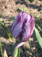 Garten 19.04.09 007.webp