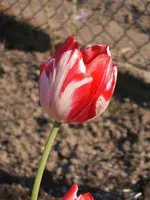 Garten 19.04.09 009.webp