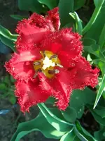 100_4749.webp