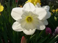 100_4756.webp