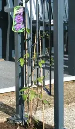 Clematis Blue Motion.webp