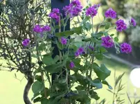 Hochstamm-Geranie1.webp