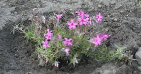 Polster-Phlox2.webp