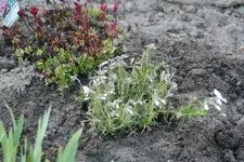 Polster-Phlox3.webp