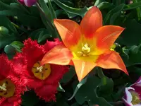 100_4788.webp