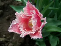 100_4840.webp