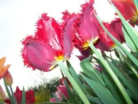 100_4843.webp