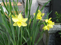 IMG_1515.webp