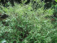 01IMG_1784.webp