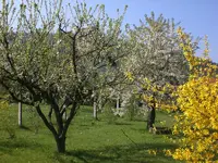 Garten April09 015.webp