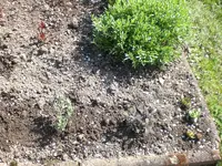 Garten April09 018.webp