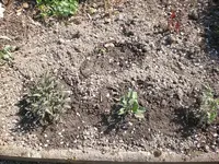 Garten April09 019.webp